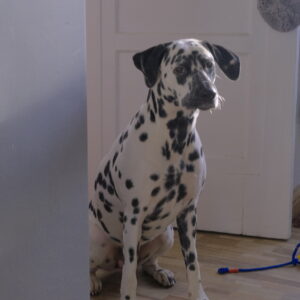Picture of Aria Aurora