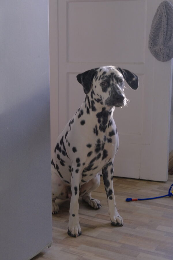Picture of Aria Aurora