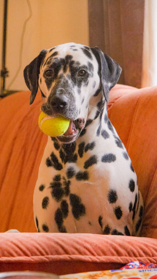 Aurora the Dalmatian Model - Image 16