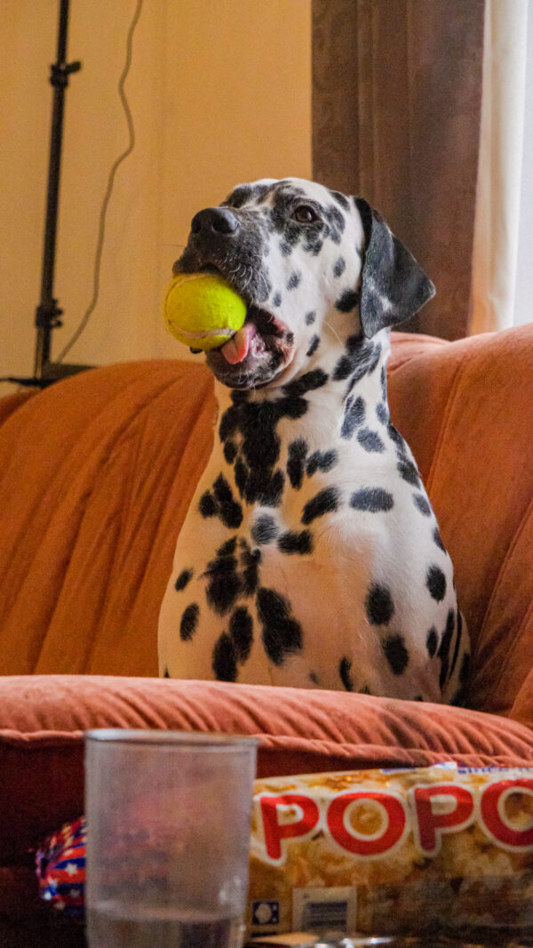 Aurora the Dalmatian Model - Image 17