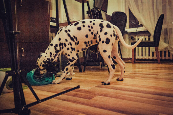 Aurora the Dalmatian Model - Image 18