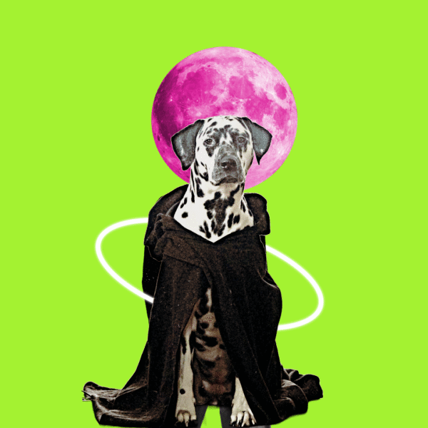 Aurora the Dalmatian Model