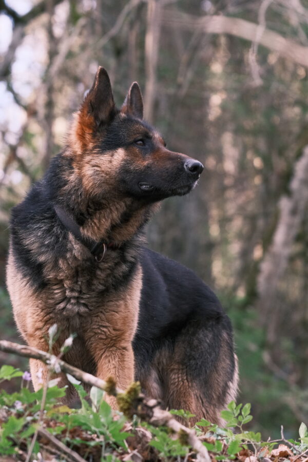 Pet photography per 1 hour - Image 17