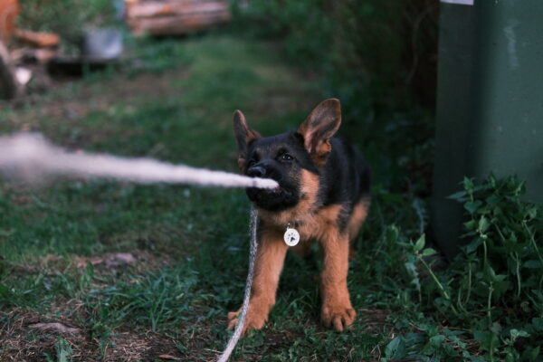 Pet photography per 1 hour - Image 18