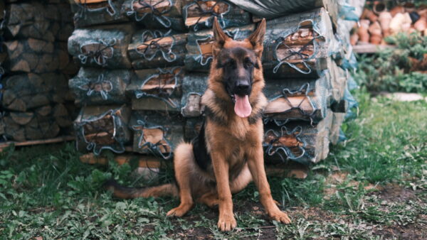 Pet photography per 1 hour - Image 14