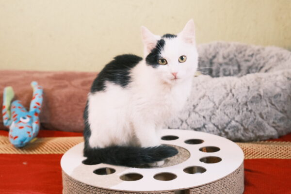 Pet photography per 1 hour - Image 15