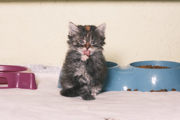 Pet photography per 1 hour - Image 13