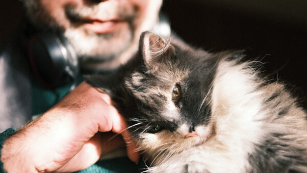Pet photography per 1 hour - Image 12