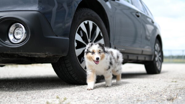 Pet photography per 1 hour - Image 10