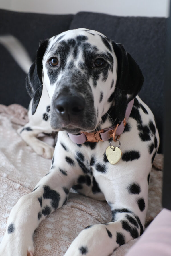Aurora the Dalmatian Model - Image 21