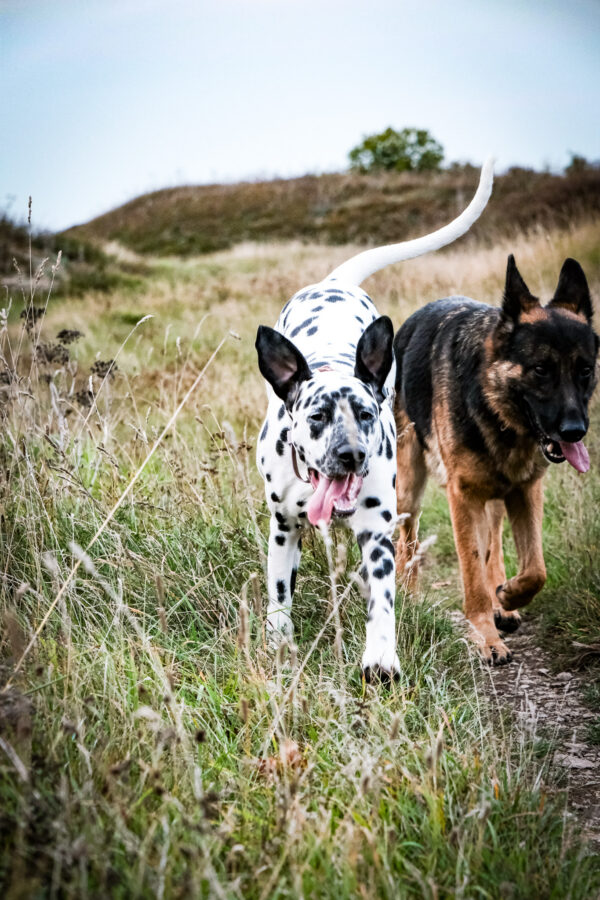 Aurora the Dalmatian Model - Image 22