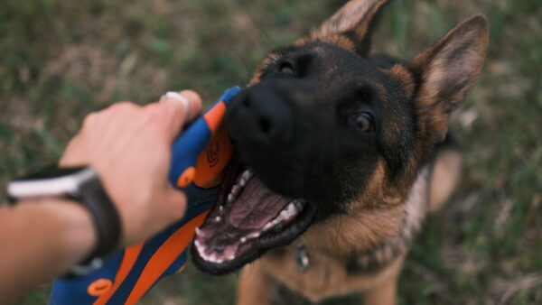 Pet photography per 1 hour - Image 8