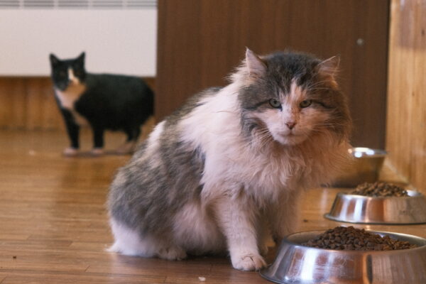 Pet photography per 1 hour - Image 7