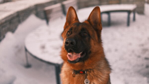 Pet photography per 1 hour - Image 6