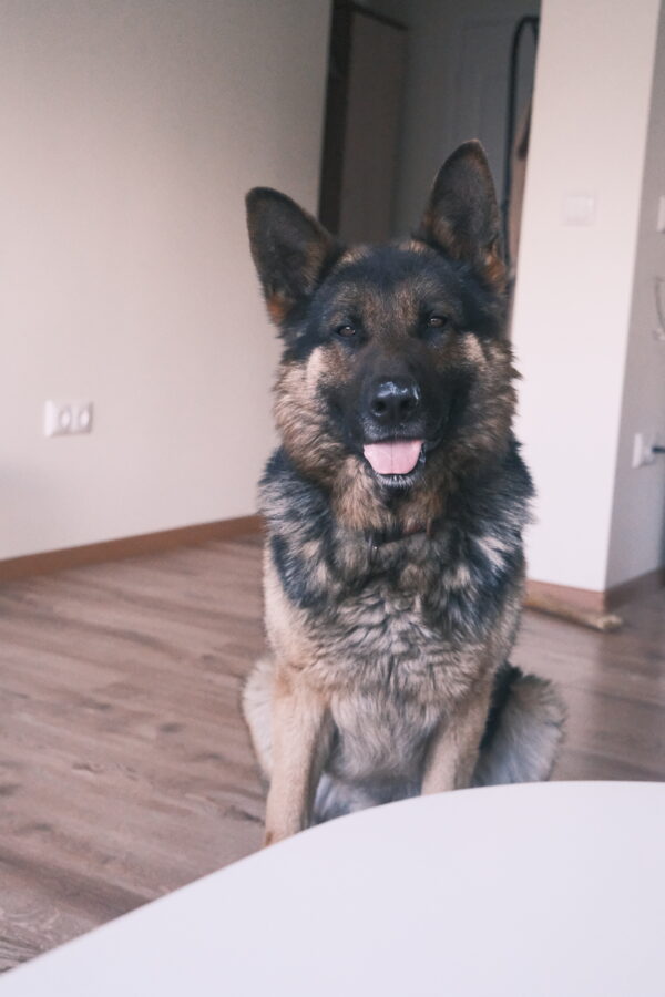 Pet photography per 1 hour - Image 5