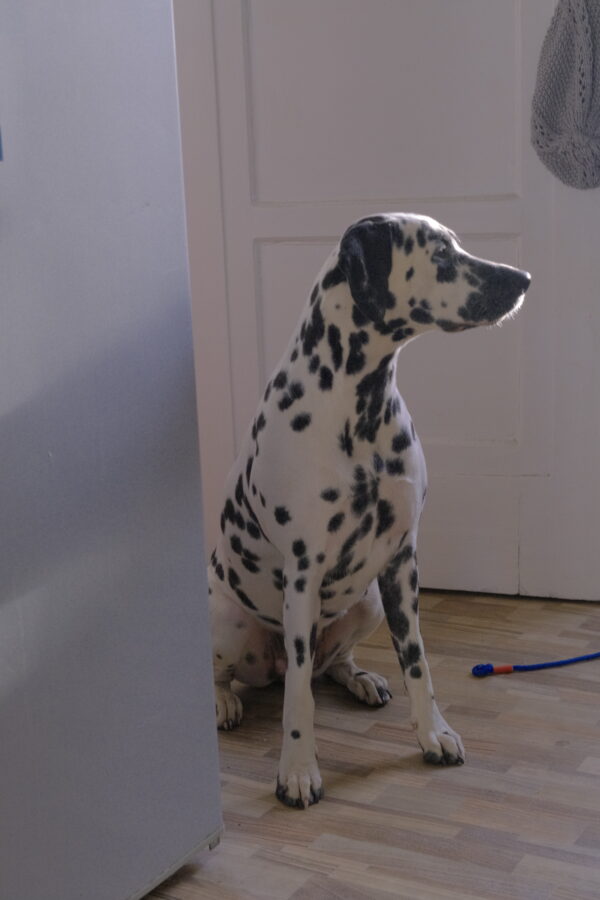 Aurora the Dalmatian Model - Image 2