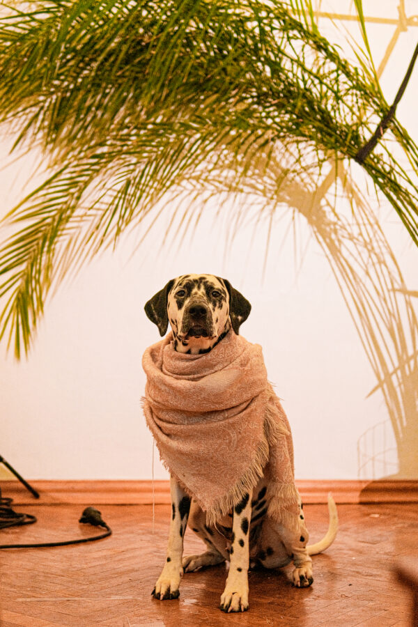 Aurora the Dalmatian Model - Image 12