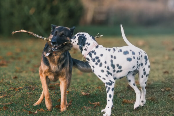 Aurora the Dalmatian Model - Image 19