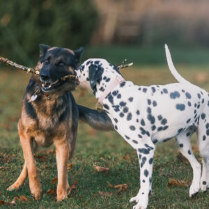 Pet photography per 1 hour
