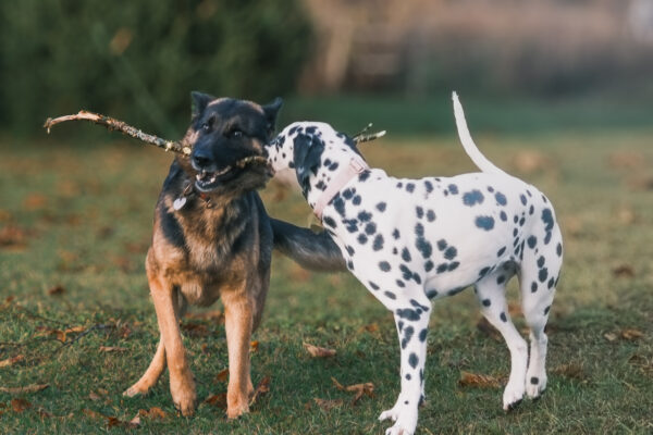 Pet photography per 1 hour