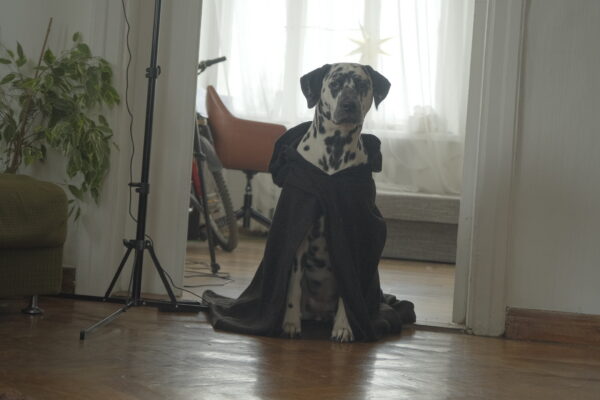 Aurora the Dalmatian Model - Image 4
