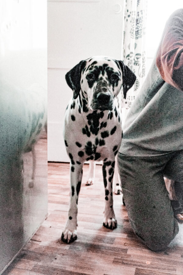 Aurora the Dalmatian Model - Image 14
