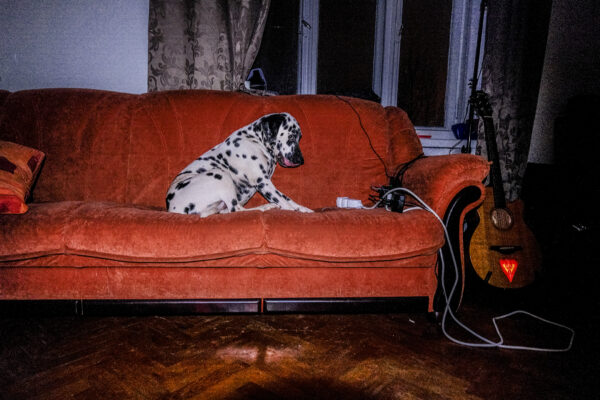 Aurora the Dalmatian Model - Image 15