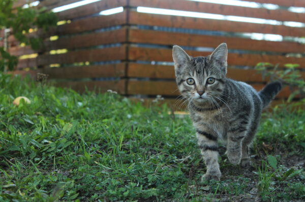 Pet photography per 1 hour - Image 3