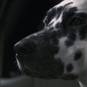 Telliskivi Dog Photoshoot (other times)