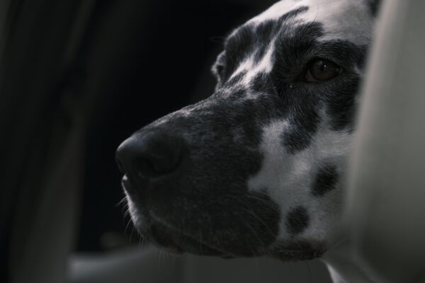 Telliskivi Dog Photoshoot (other times)