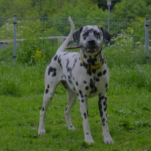 Toompea Dog Photoshoot (10-11 / 17-19)