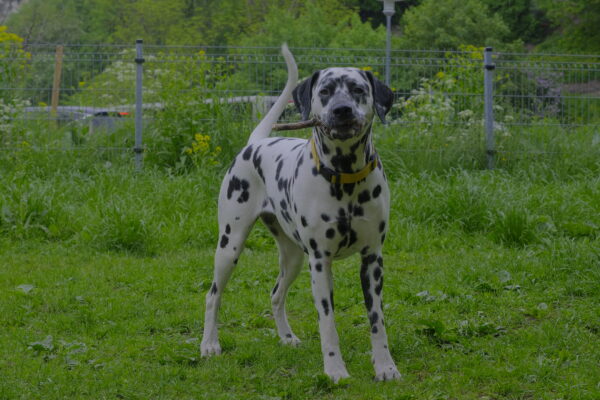 Toompea Dog Photoshoot (10-11 / 17-19)
