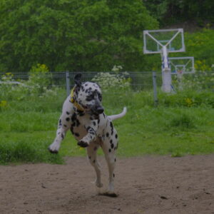 Toompea Dog Photoshoot (other times)
