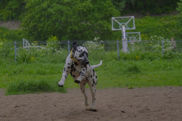 Toompea Dog Photoshoot (other times)